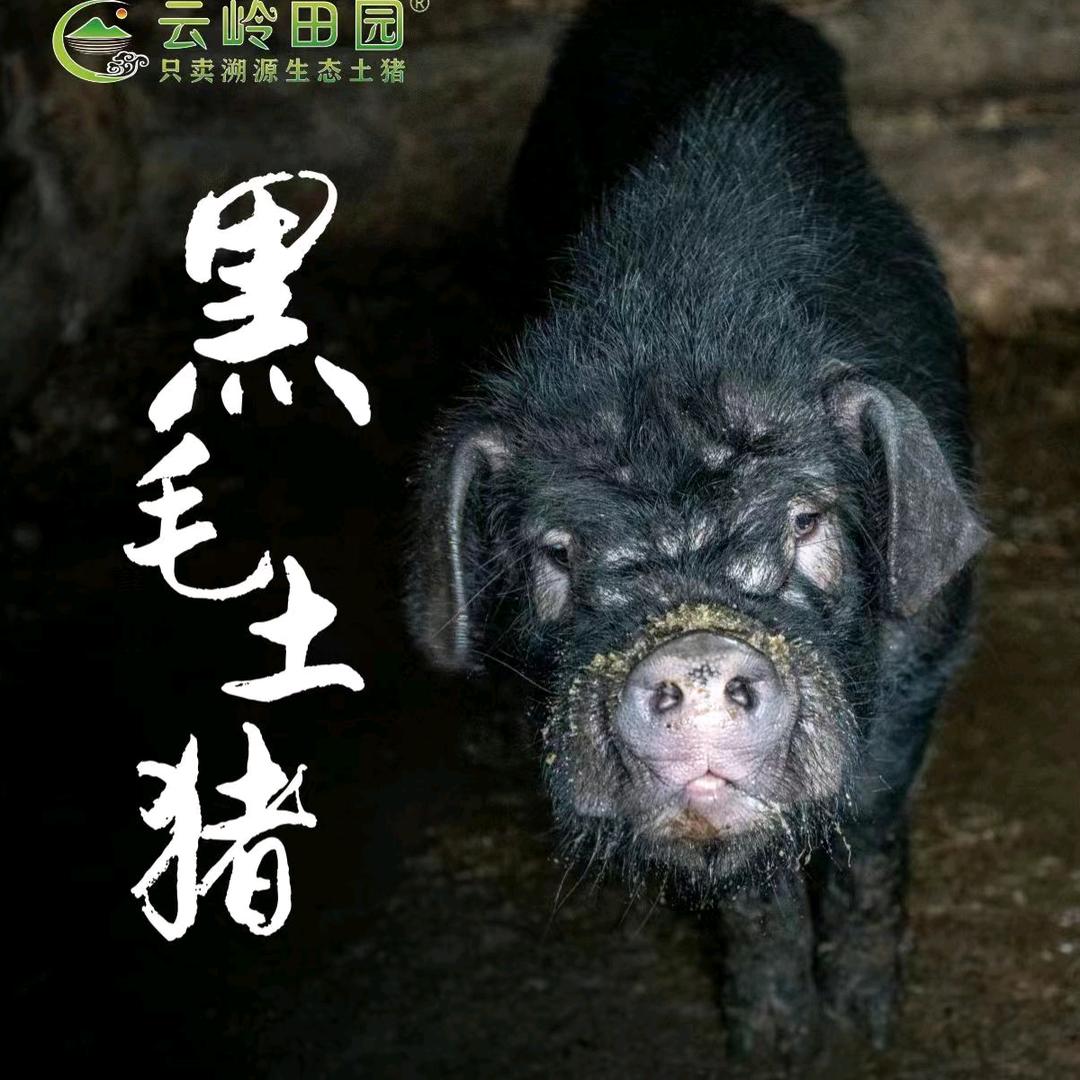 云岭黑猪（内江短嘴猪）