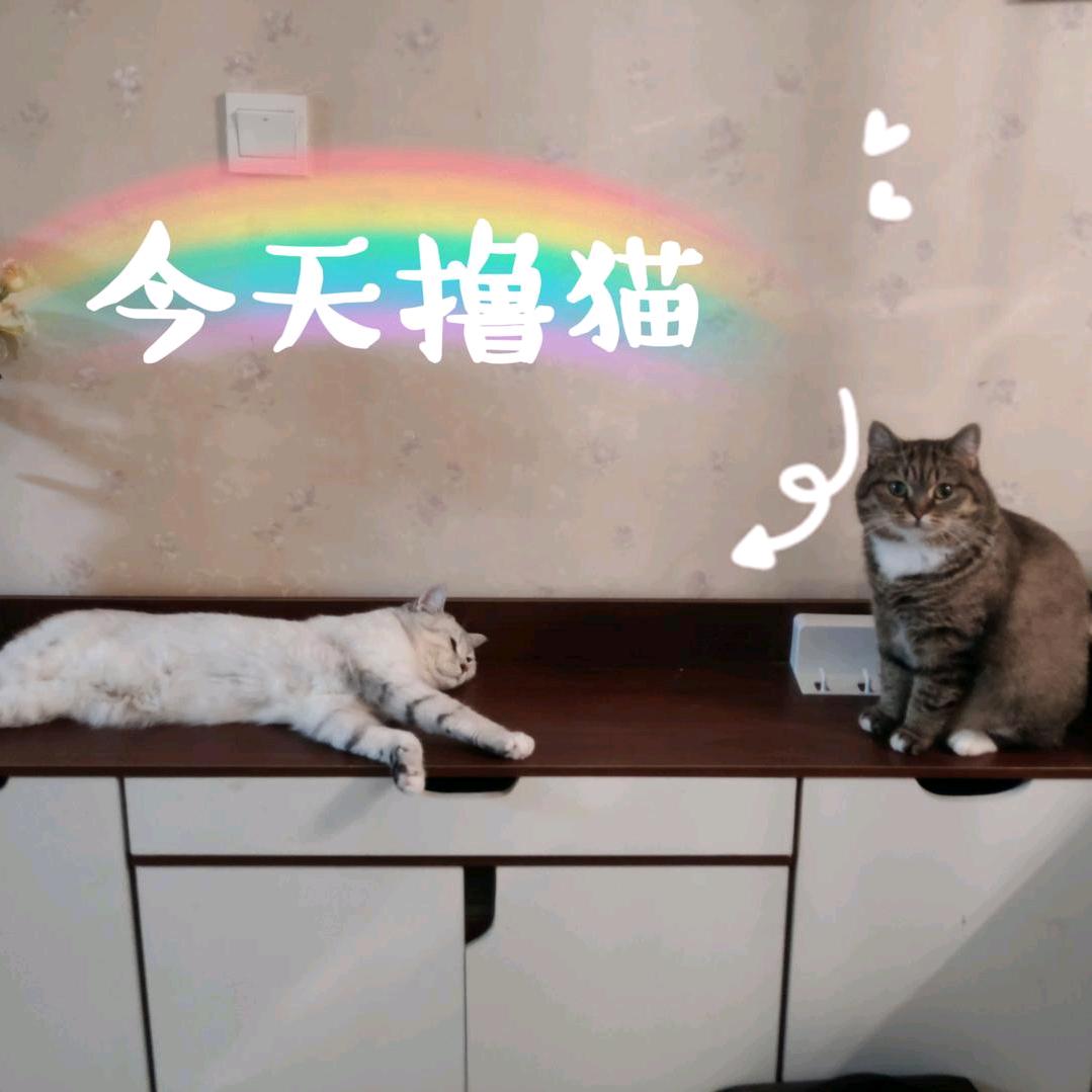 今天撸猫