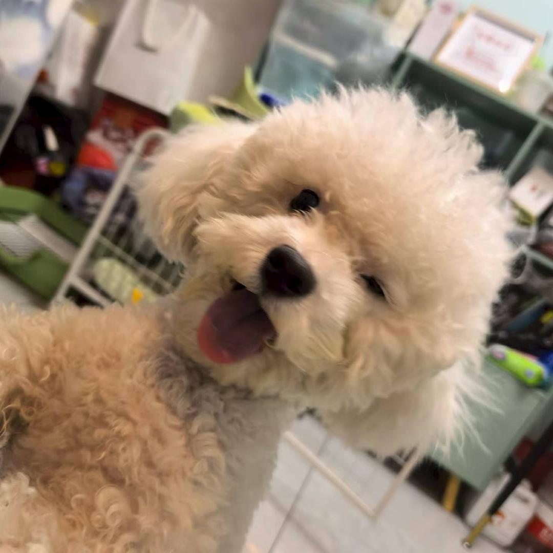 可爱小三喜