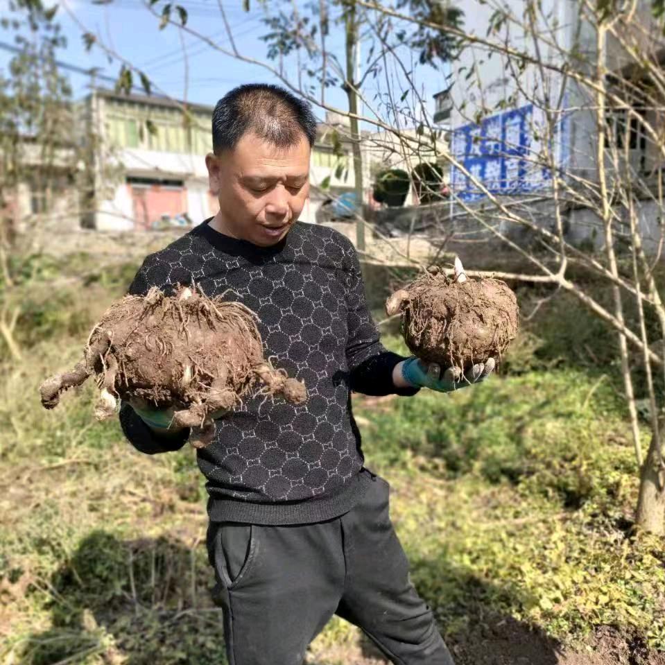 兵哥魔芋