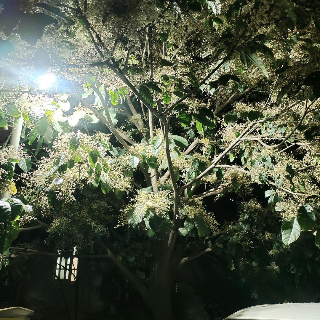 小朱郎@坐坟前调戏鬼