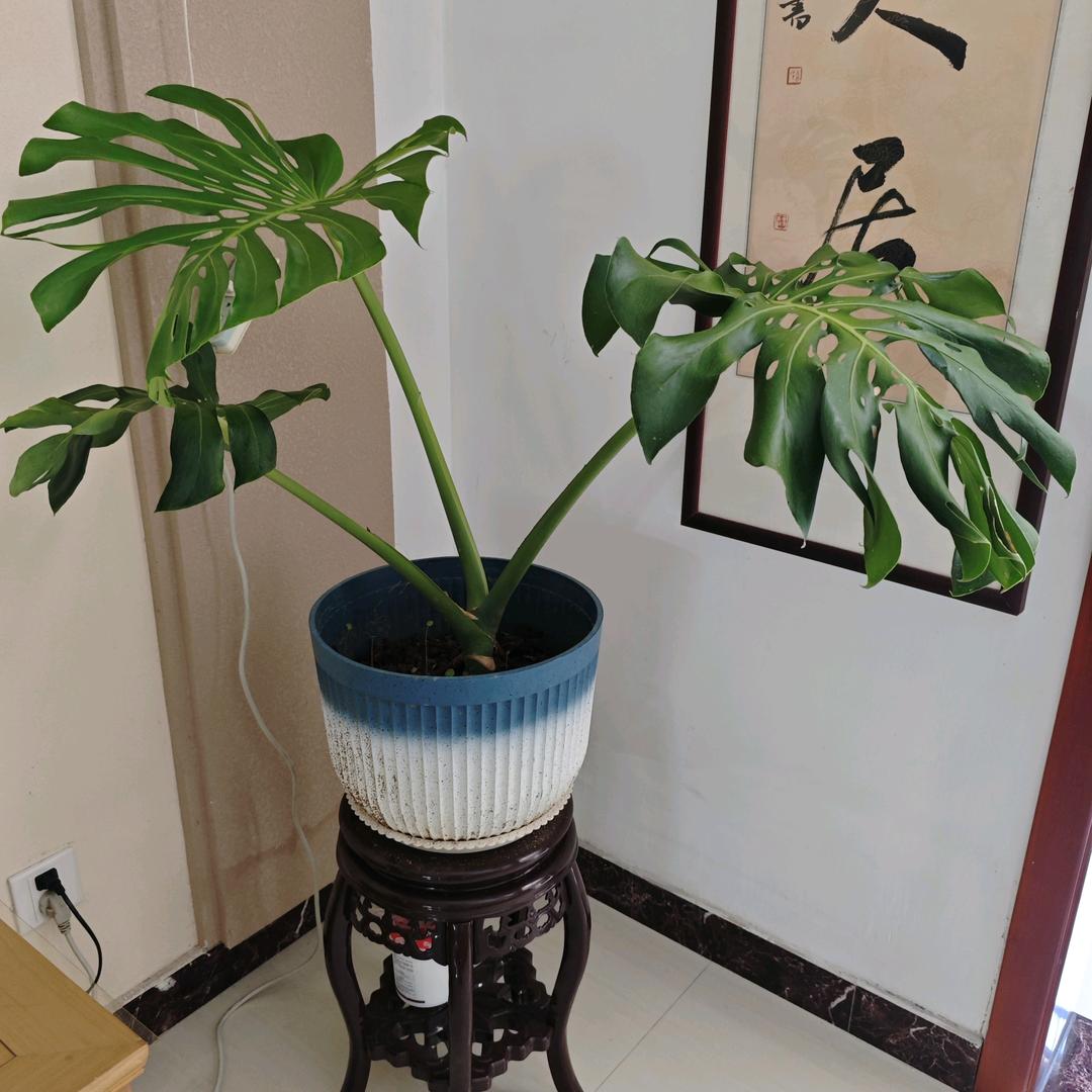 杨云欣
