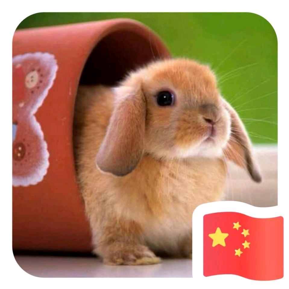 君子兰