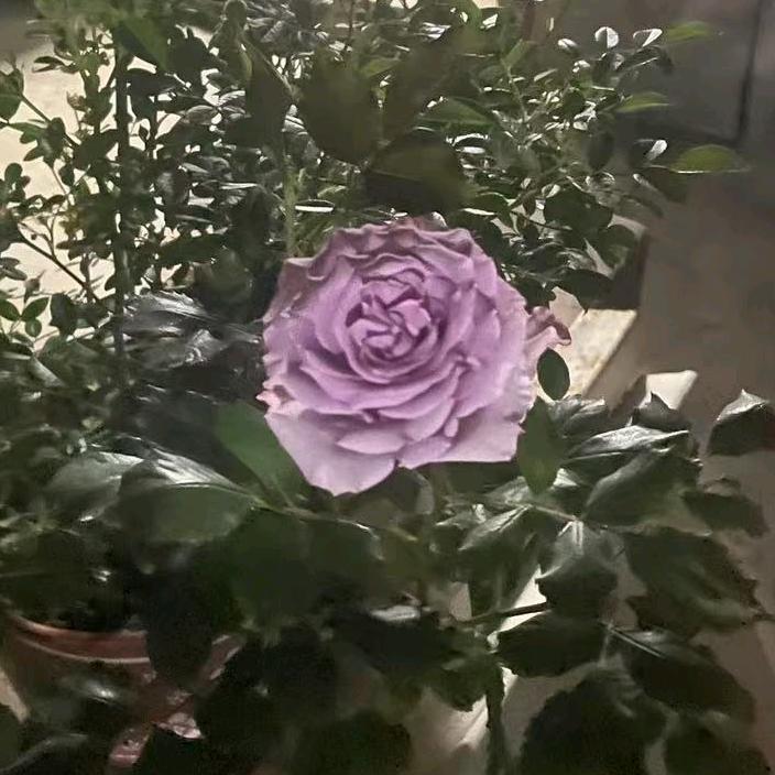 梅好时光