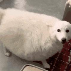 想吃数据线