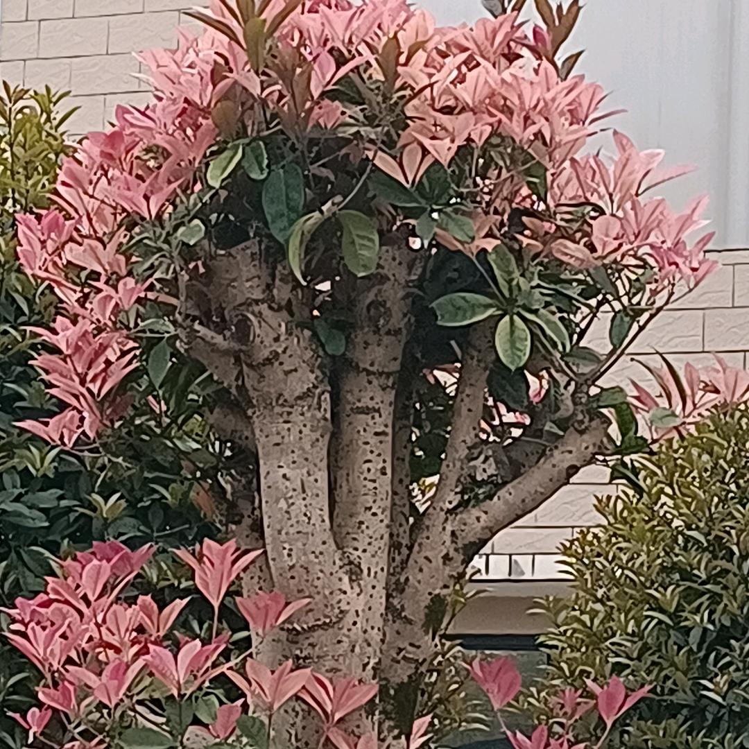 霜
