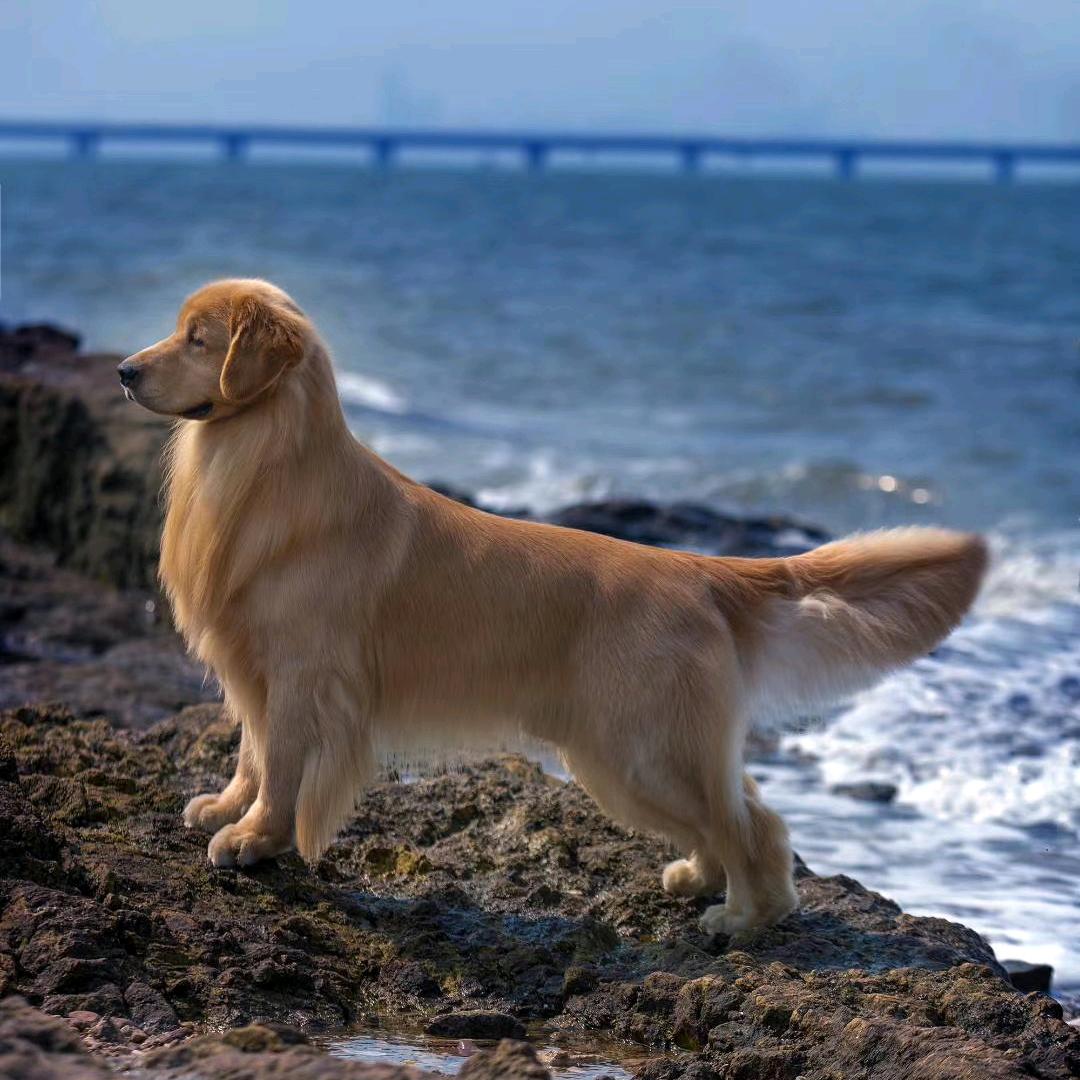 阳光海岸金毛犬舍