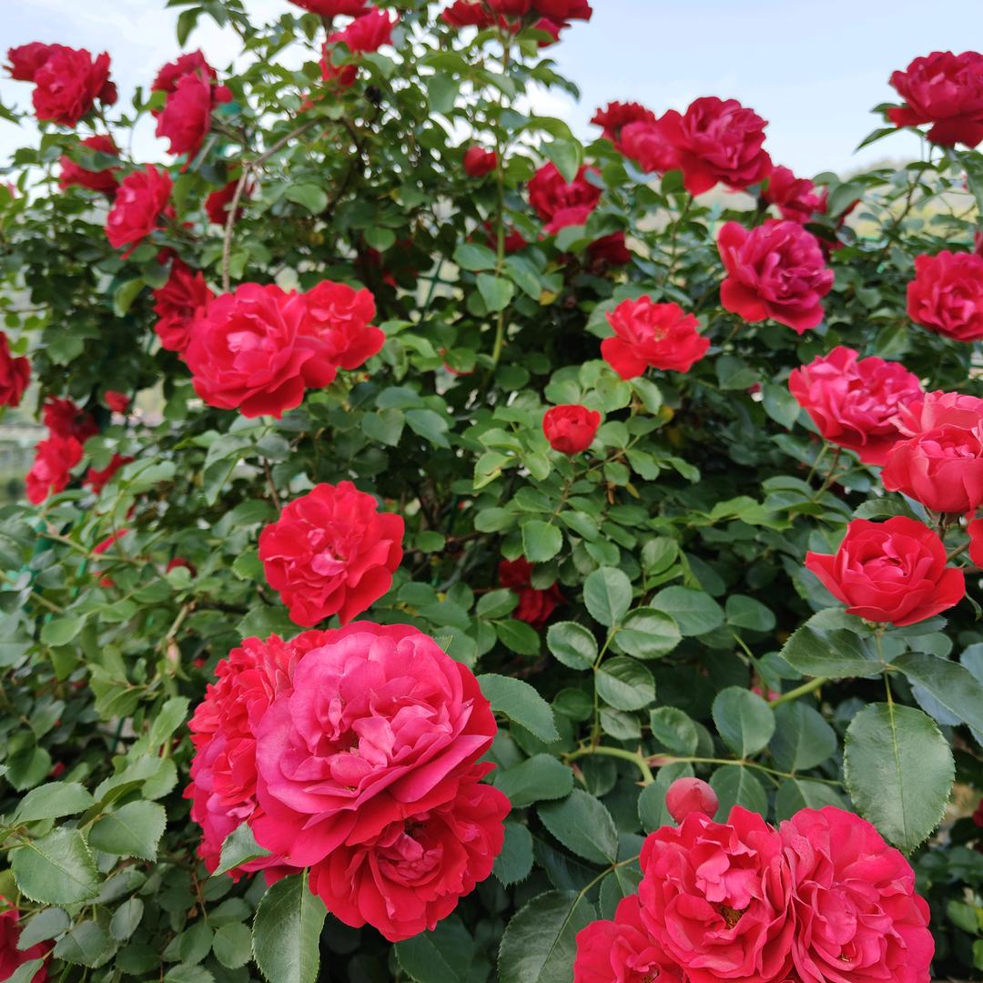 我把生活调成静音