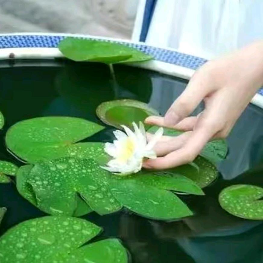 陆野