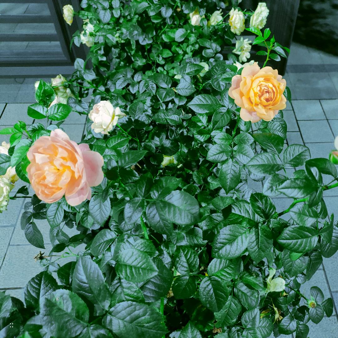 春暖花开🌸
