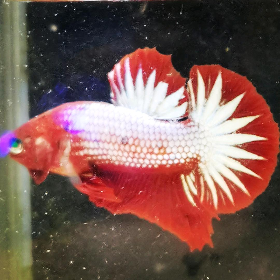 FCCP彩虹星