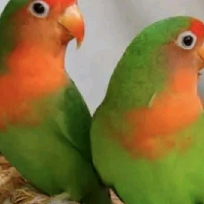 鸟语