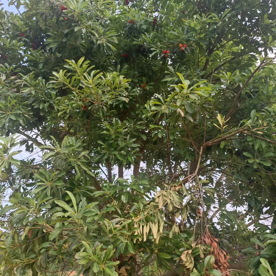 苦逼的人