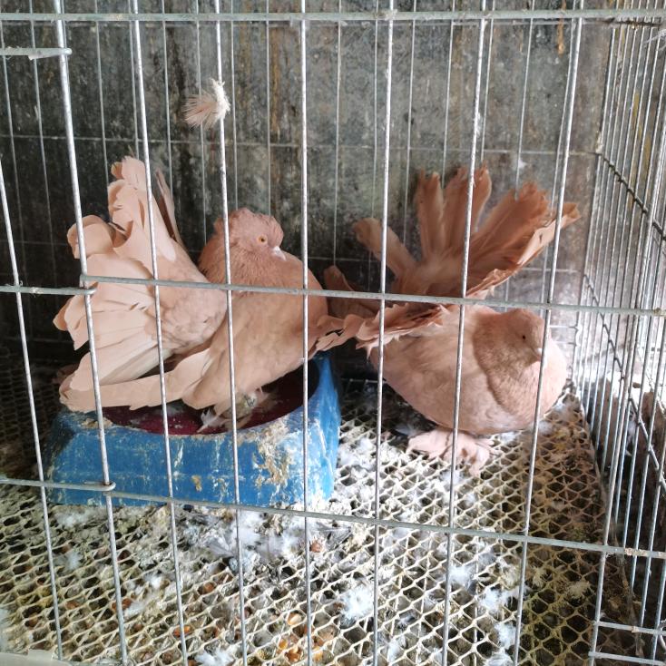 桥边姑娘 珍禽养殖