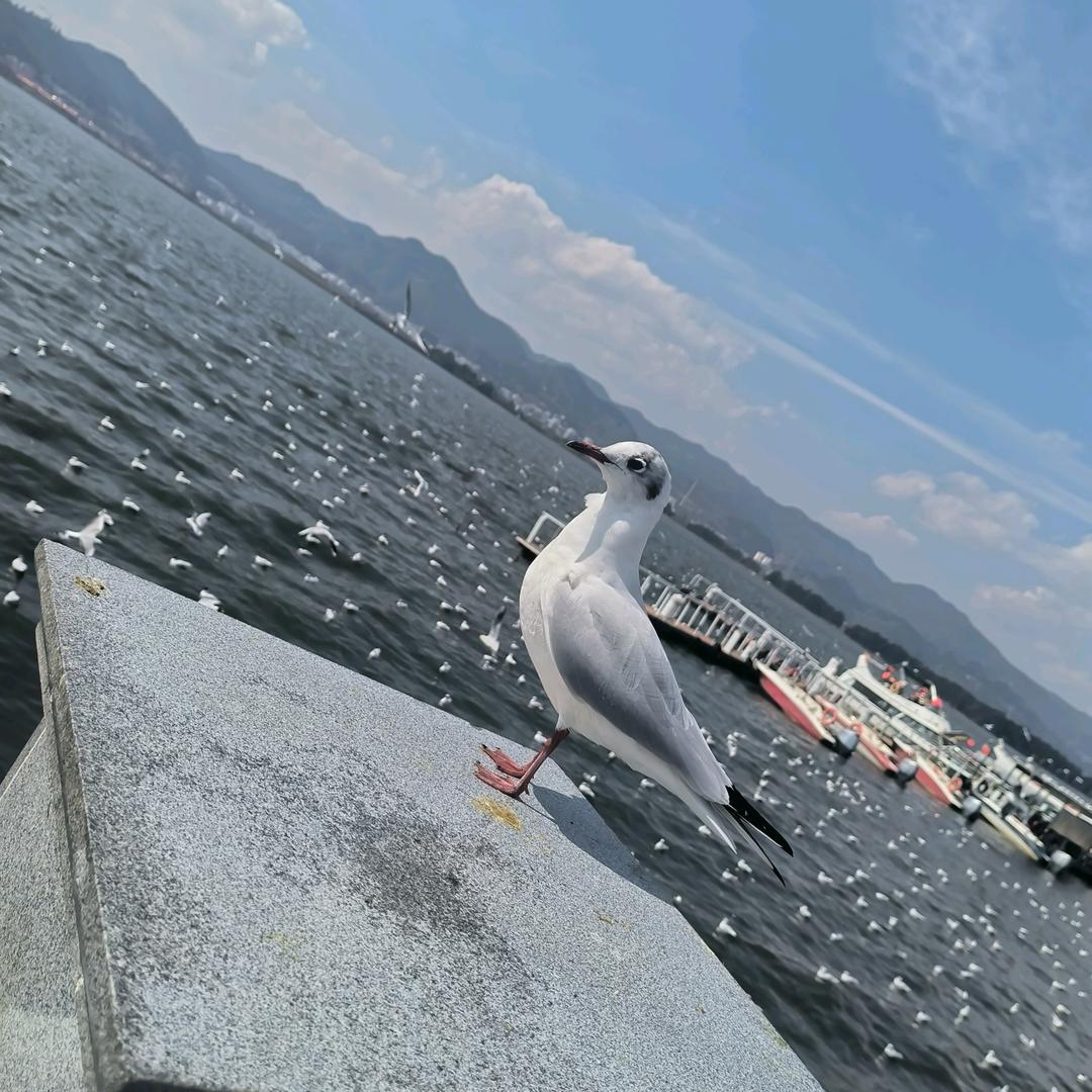 江哥