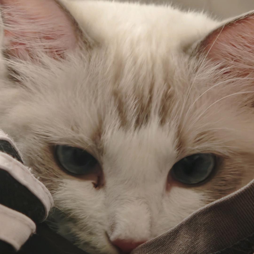 珊瑚鱼头
