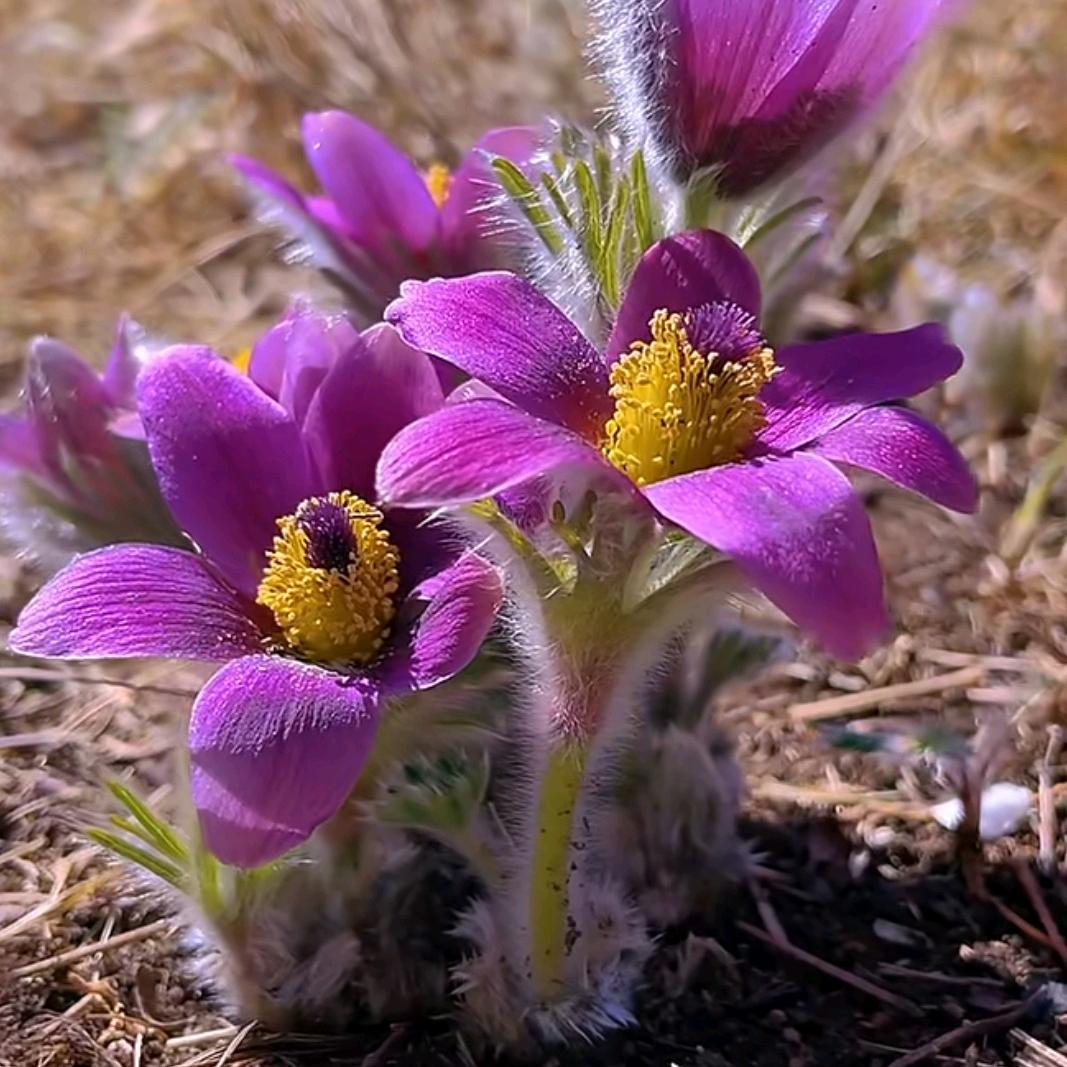 乡村百草