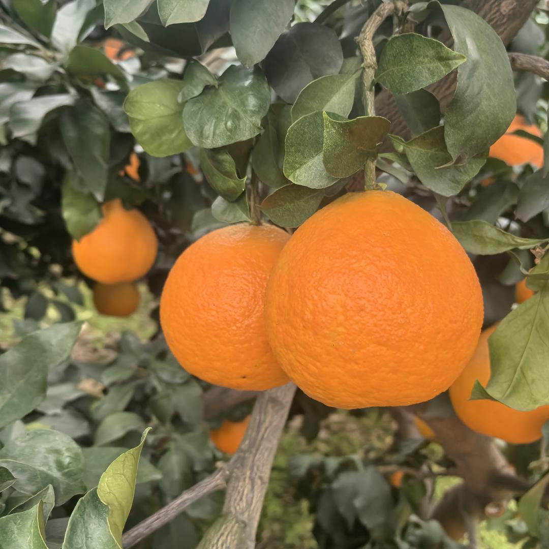 三苏农家生态农业