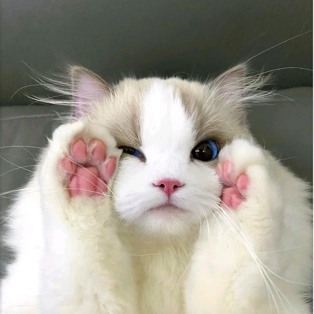 咪咪猫咪咪
