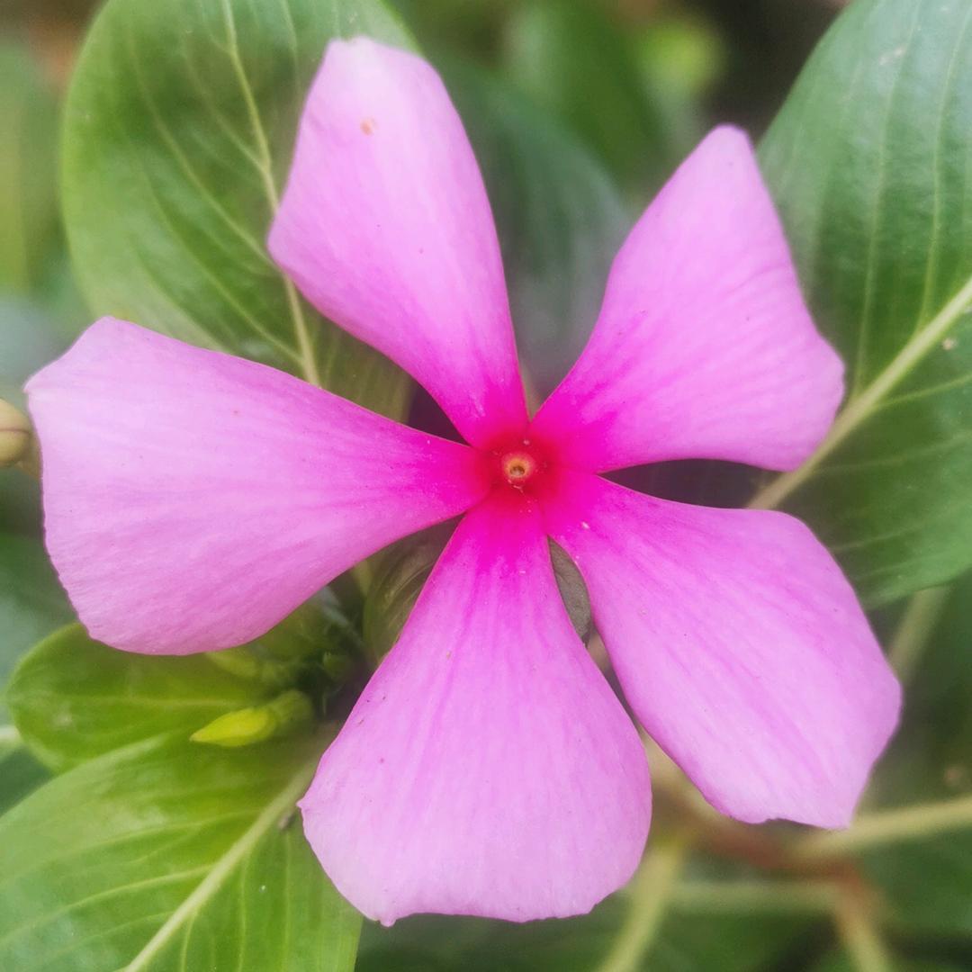 周芳芳