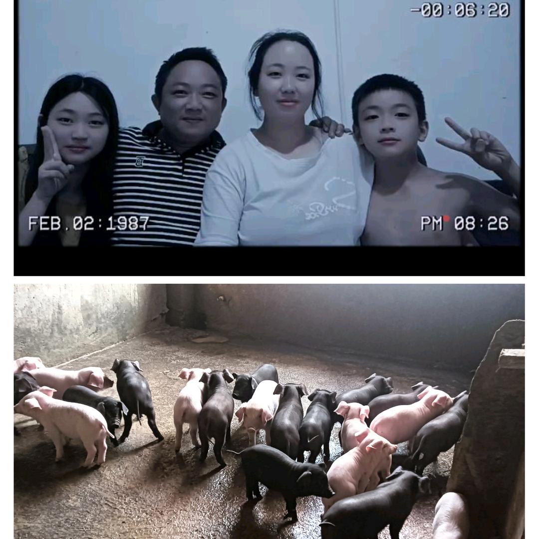 80后养猪人罗罗