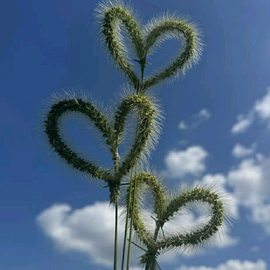 碰花碰草莫碰情