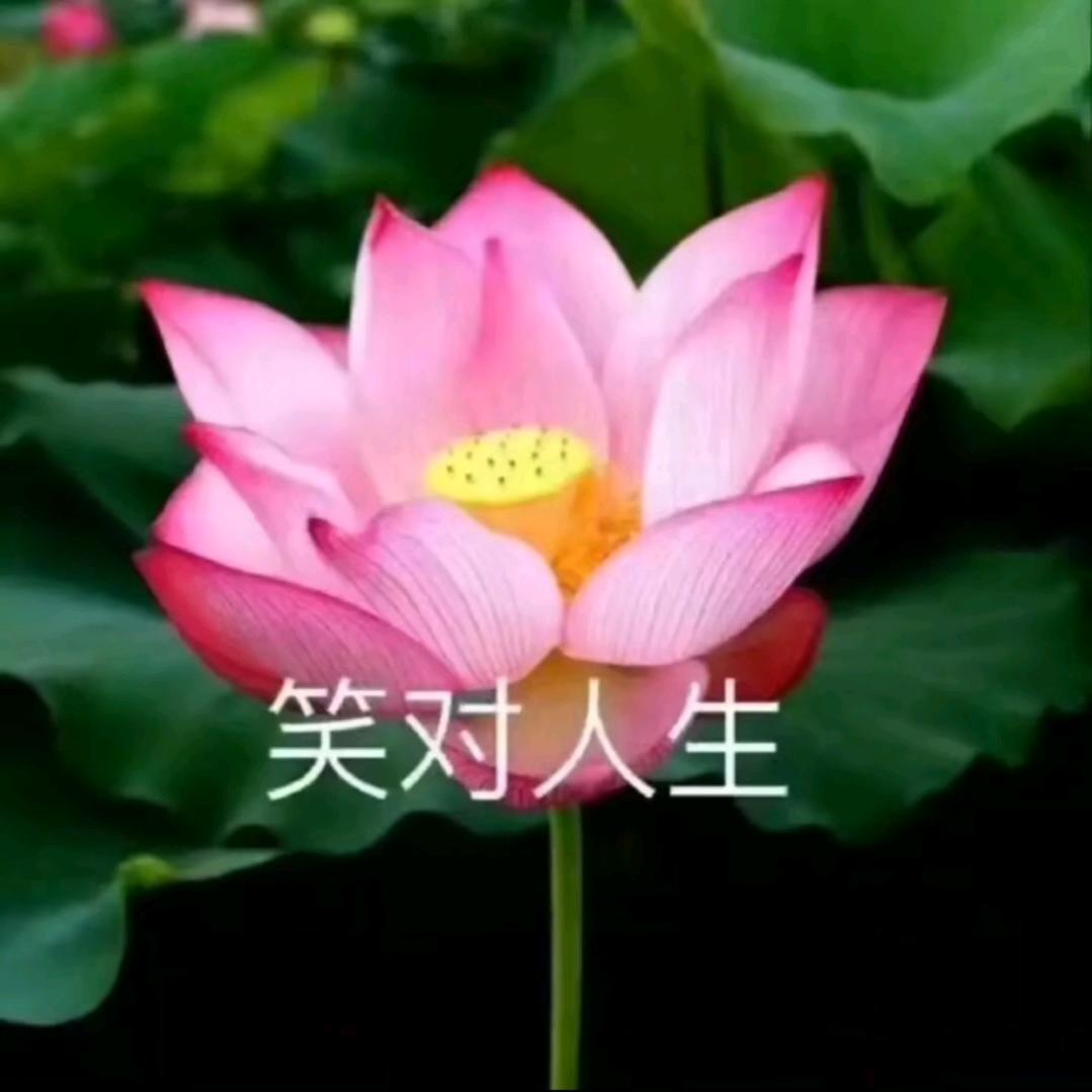 莹儿说