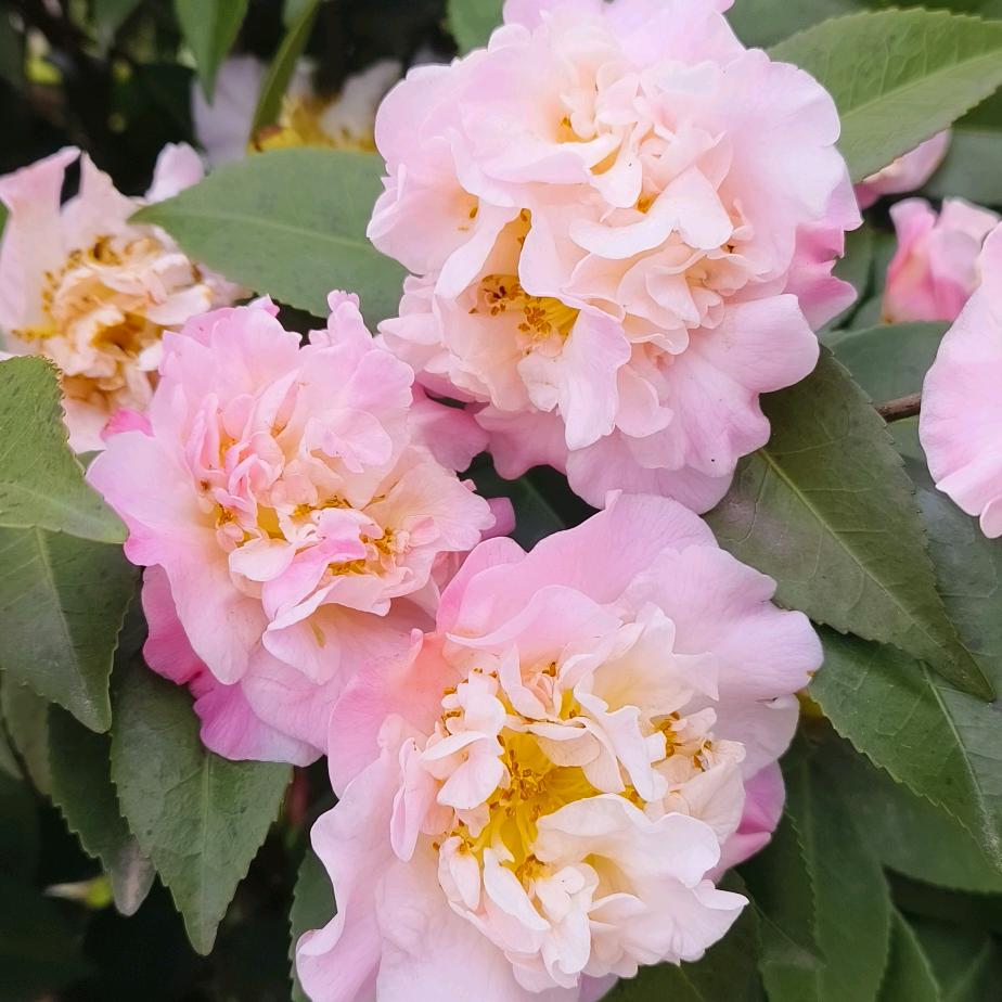 芬芳🌹馥郁🌹清婕