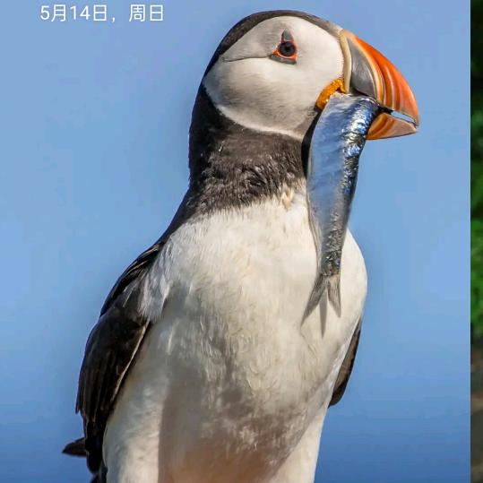 阿蒙