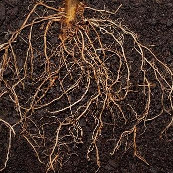 是双卡吧的恶魔