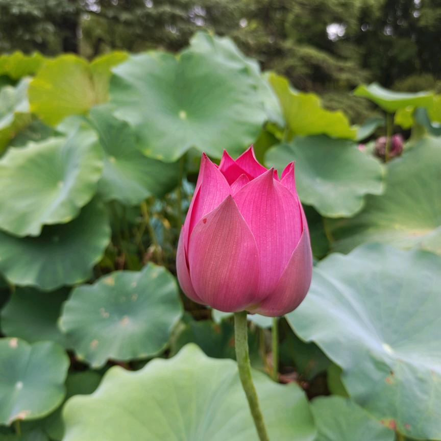 柱子