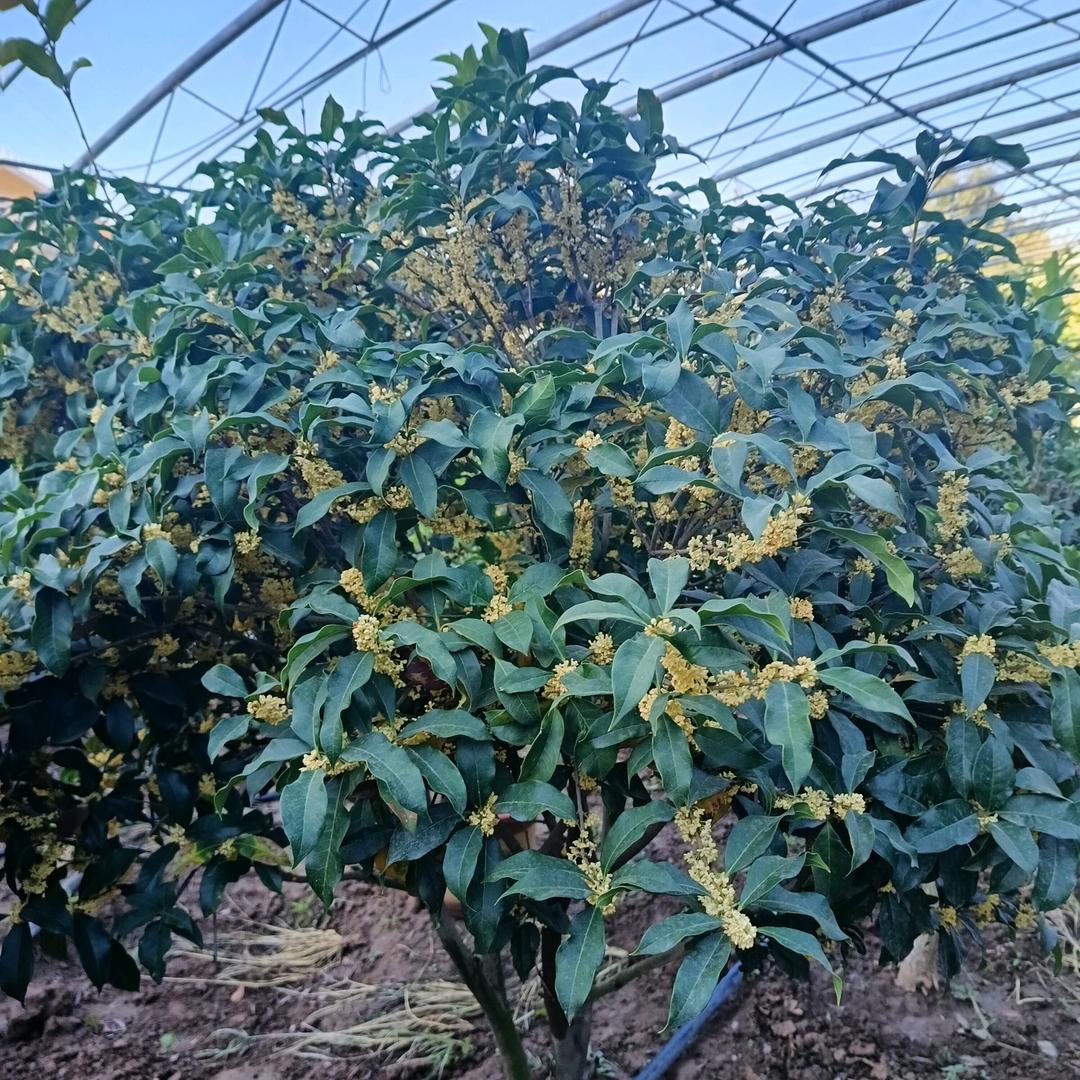 长清桂花盆景园