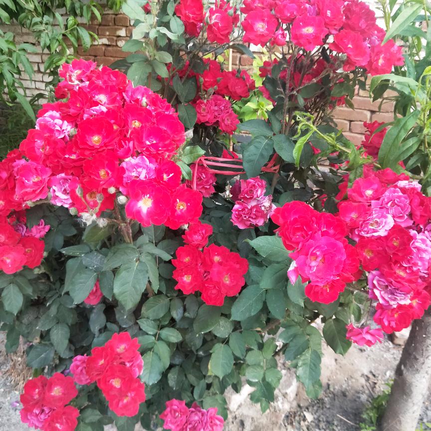 贺婷🌸🌸
