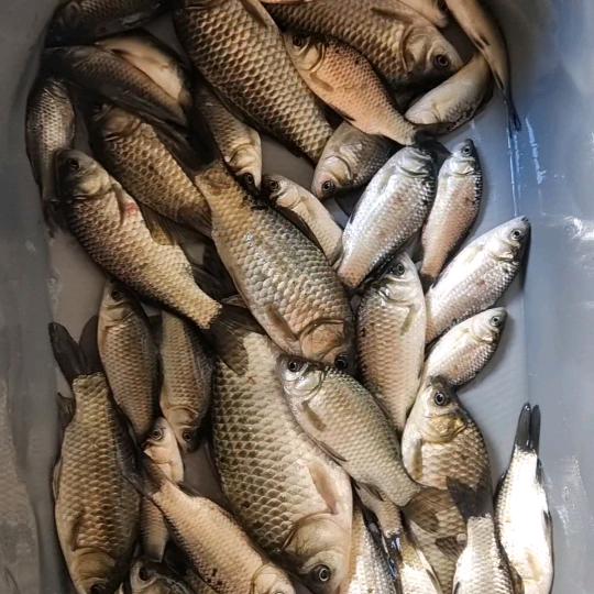 随心所鱼🎣
