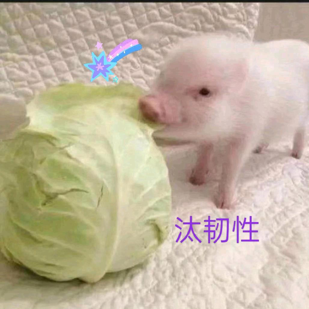 ୧⍤⃝ ོྂཾ࿆💞汰໑ຼ₀₂韧性✨