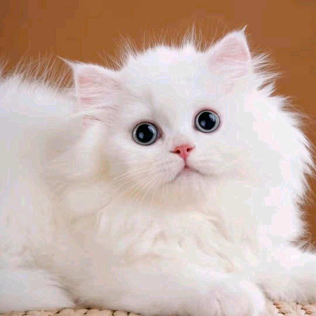 樱桃小丸子