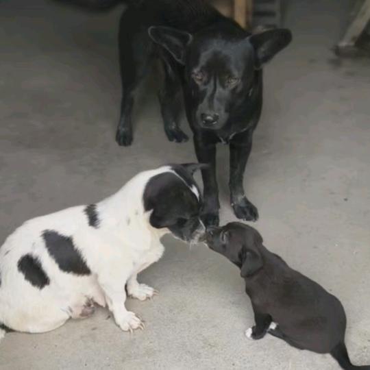 龙小帅萌宠好物