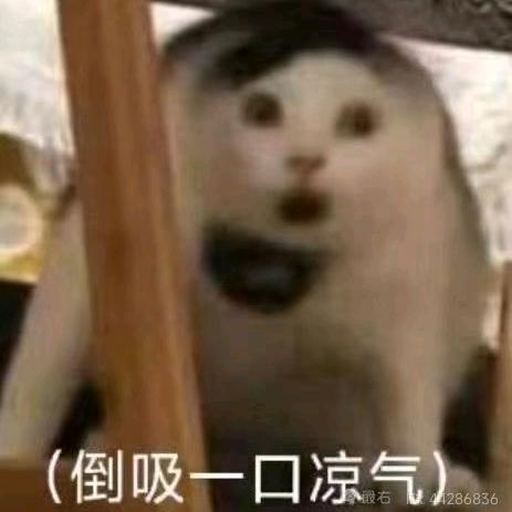 会飞的黑猫