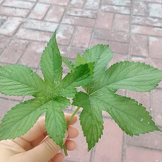 👉🏻签收幸福《静》