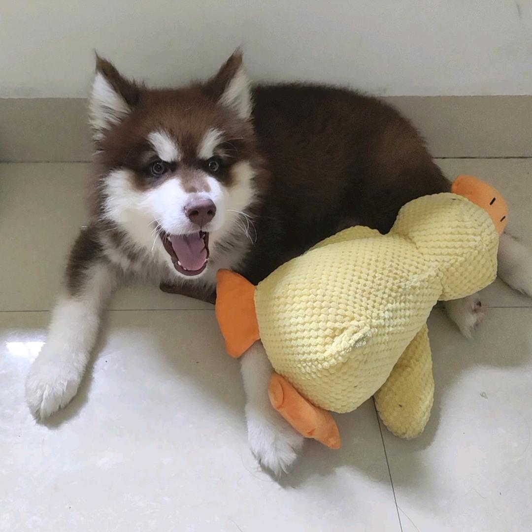 坦克妹妹
