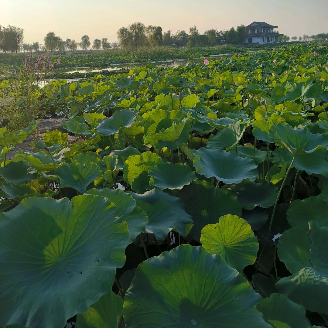 清远丿开心果果