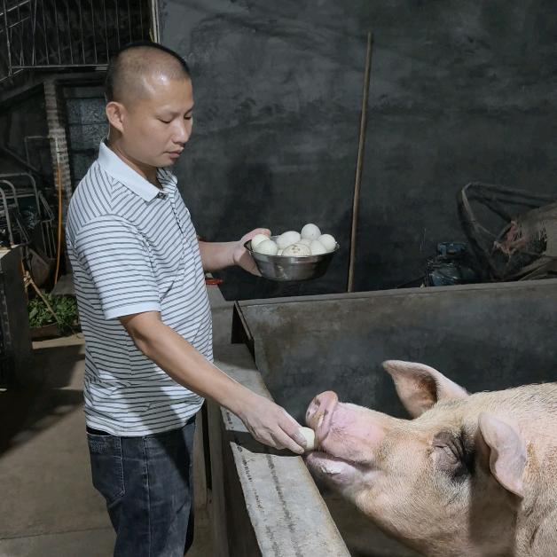 养猪的年轻人