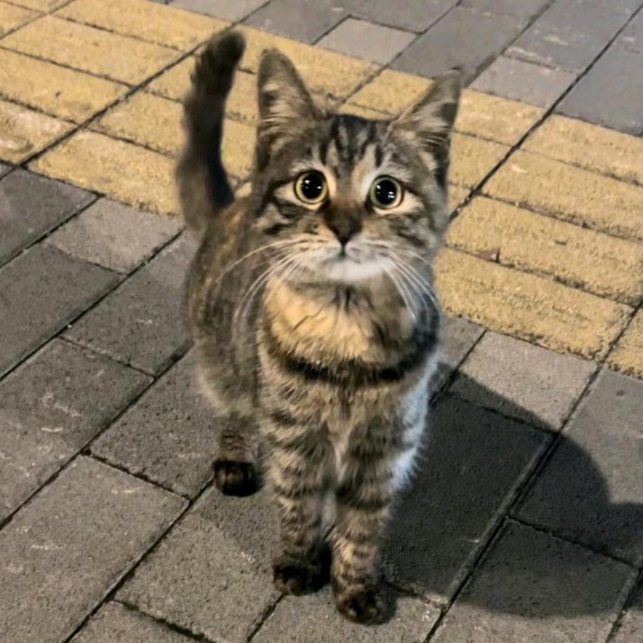 紫jj