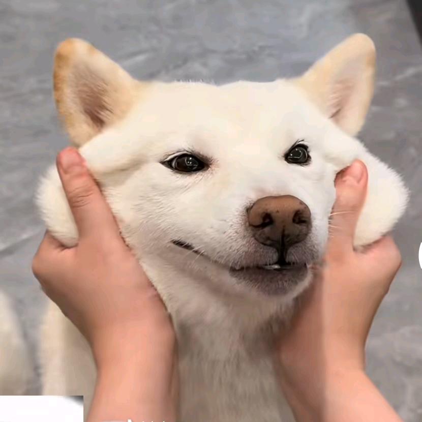 小高不高