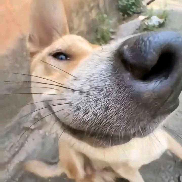 薛定谔的猫