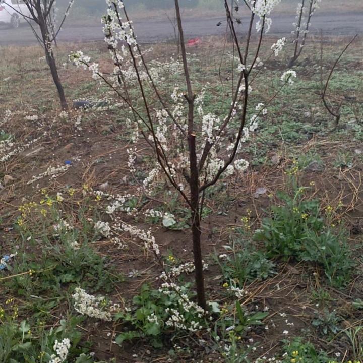 闪闪红星向太阳