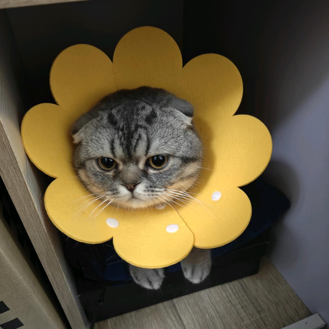 狗中霸王老方头像