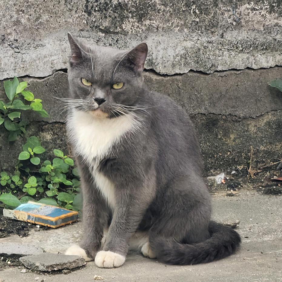 弗拉基米尔·约瑟夫斯基