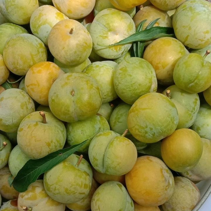 小梅子