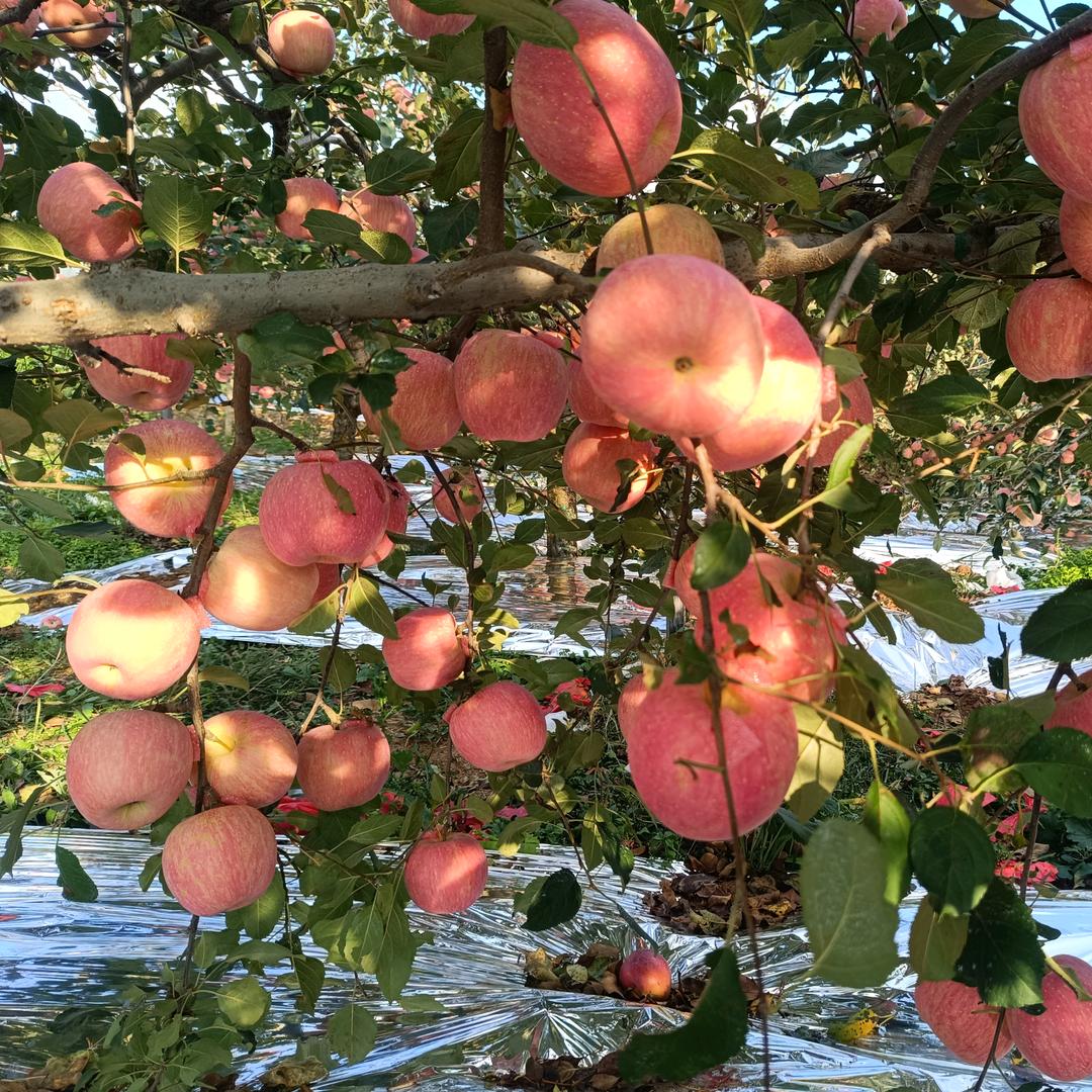 正宗烟台栖霞苹果🍎